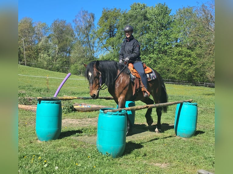 Meer warmbloeden Ruin 8 Jaar 157 cm Bruin in Bayerbach