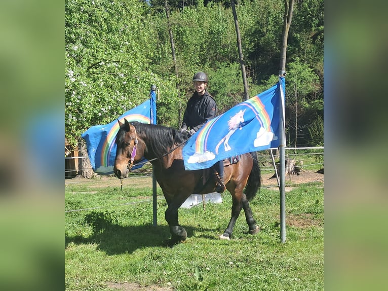 Meer warmbloeden Ruin 8 Jaar 157 cm Bruin in Bayerbach