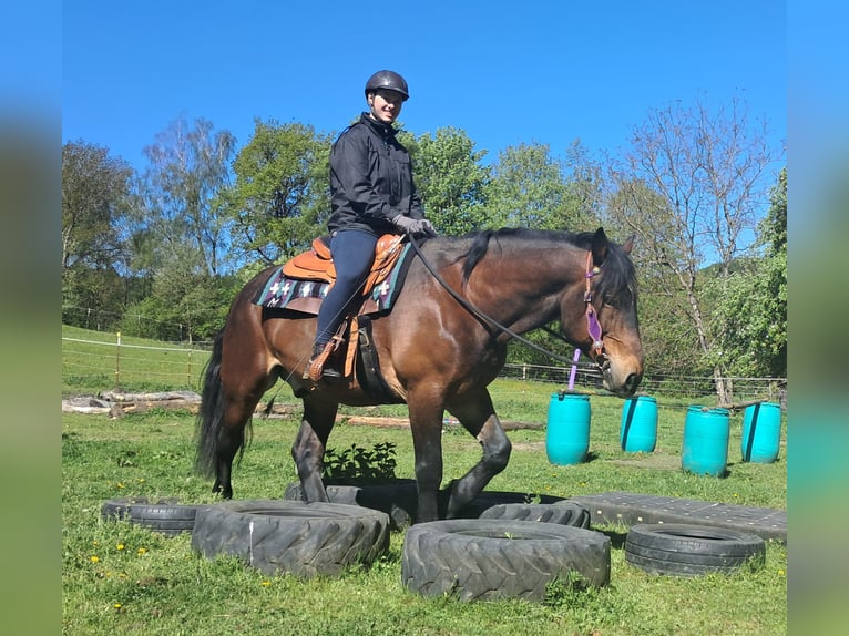 Meer warmbloeden Ruin 8 Jaar 157 cm Bruin in Bayerbach