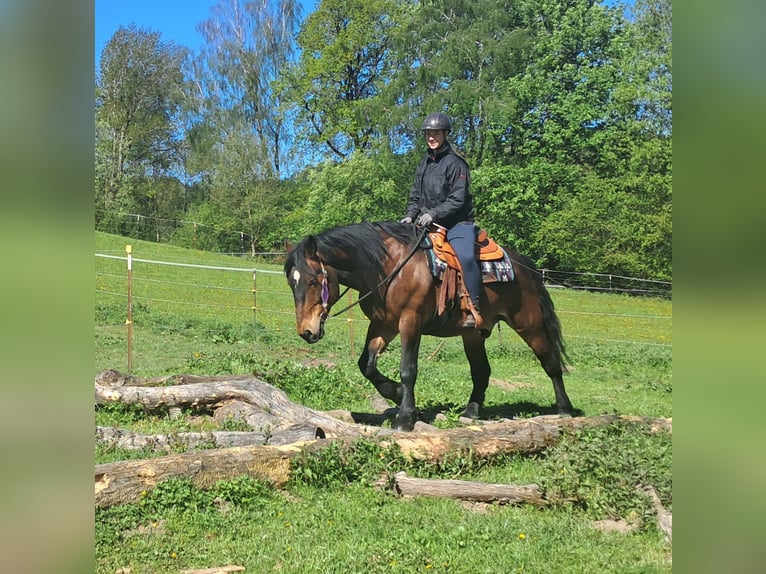 Meer warmbloeden Ruin 8 Jaar 157 cm Bruin in Bayerbach