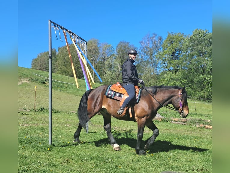 Meer warmbloeden Ruin 8 Jaar 157 cm Bruin in Bayerbach