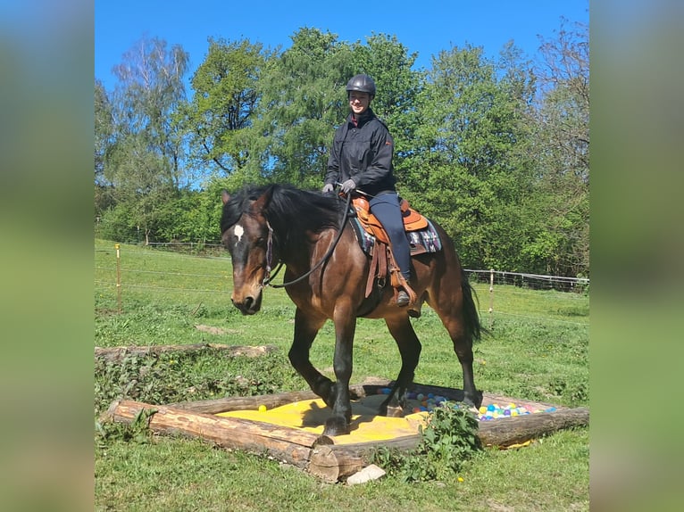 Meer warmbloeden Ruin 8 Jaar 157 cm Bruin in Bayerbach