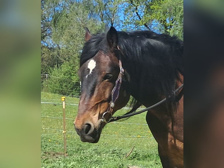 Meer warmbloeden Ruin 8 Jaar 157 cm Bruin in Bayerbach