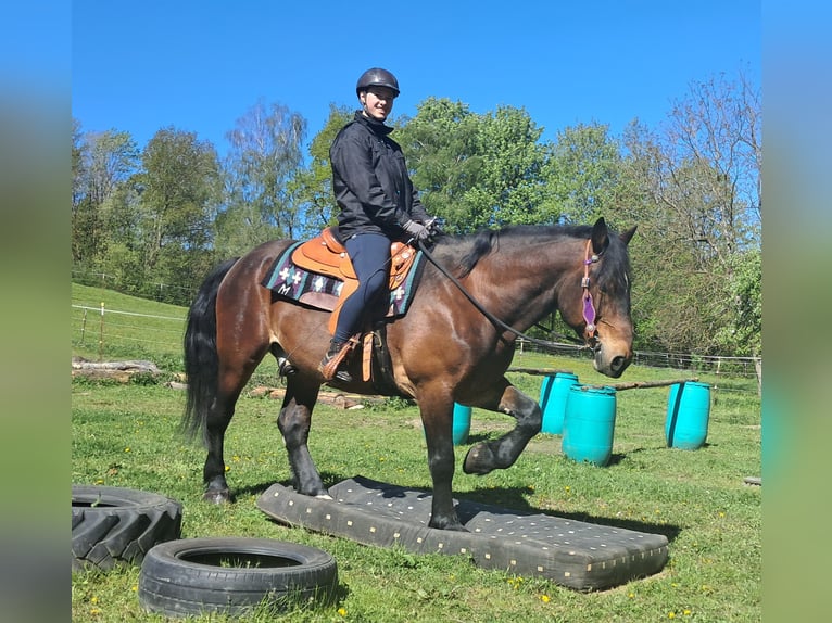 Meer warmbloeden Ruin 8 Jaar 157 cm Bruin in Bayerbach