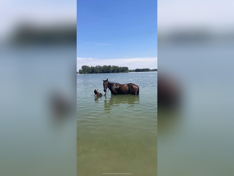 Meer warmbloeden Ruin 8 Jaar 160 cm Donkerbruin in Saarbrücken