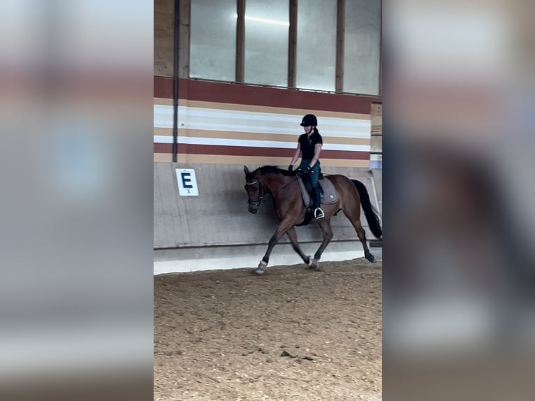 Meer warmbloeden Ruin 8 Jaar 162 cm Bruin in Augsburg