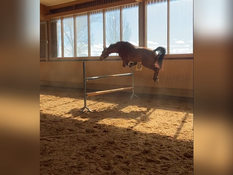 Meer warmbloeden Ruin 8 Jaar 162 cm Bruin in Augsburg