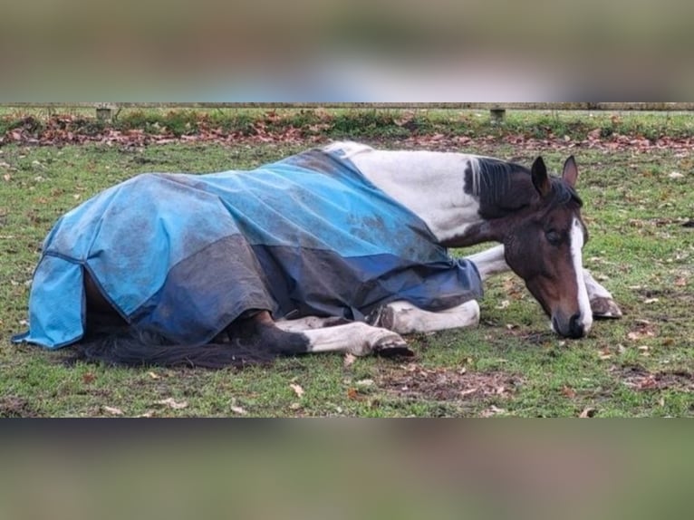 Meer warmbloeden Ruin 8 Jaar 162 cm Gevlekt-paard in Boizenburg