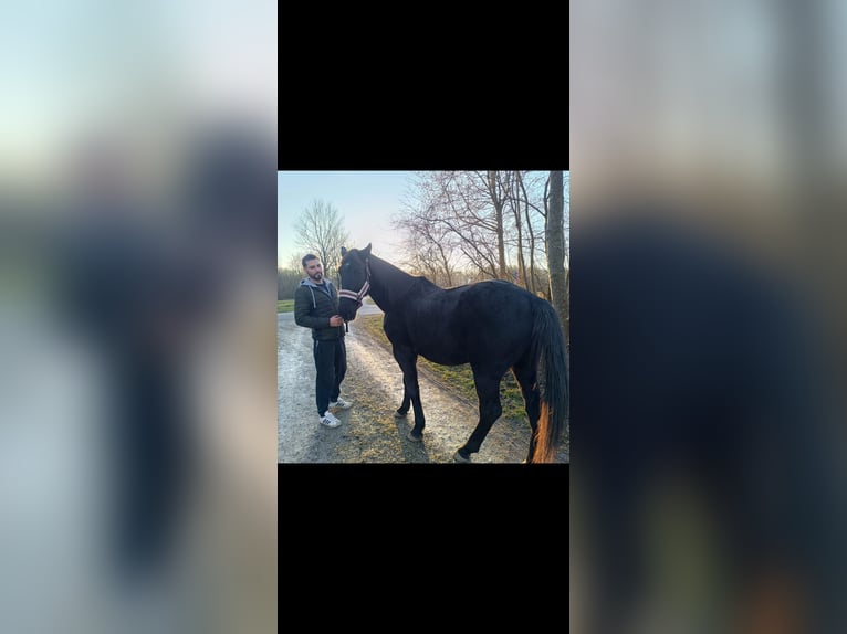 Meer warmbloeden Ruin 8 Jaar 162 cm Zwart in Tittmoning