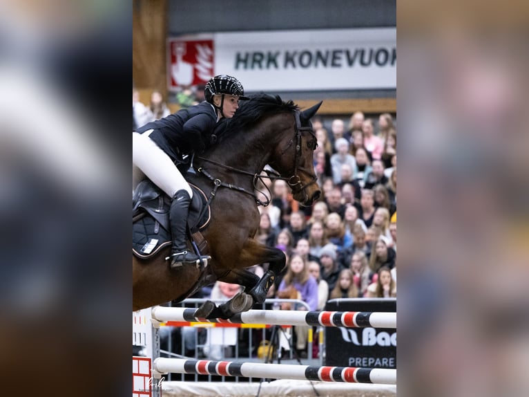 Meer warmbloeden Ruin 8 Jaar 163 cm Bruin in Haarajoki