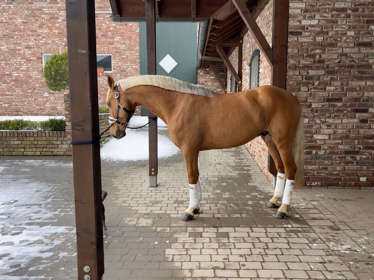 Meer warmbloeden Ruin 8 Jaar 163 cm Palomino in Niederkrüchten