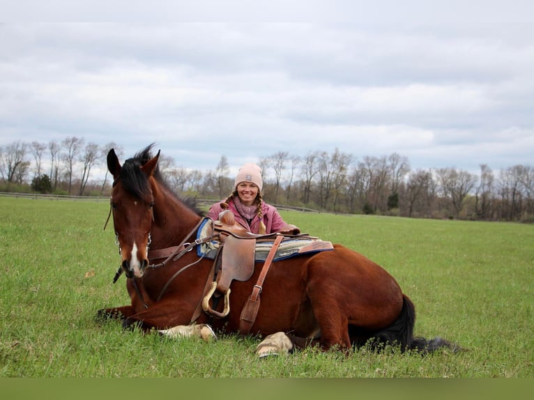 Meer warmbloeden Ruin 8 Jaar 163 cm Roan-Bay in hIGHLAND mi