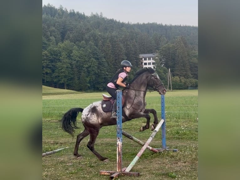 Meer warmbloeden Ruin 8 Jaar 165 cm Appaloosa in Ledenitzen