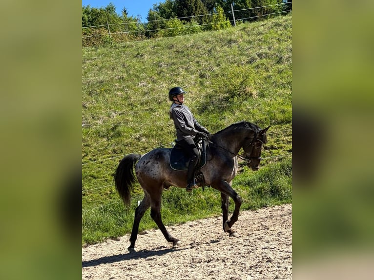 Meer warmbloeden Ruin 8 Jaar 165 cm Appaloosa in Ledenitzen
