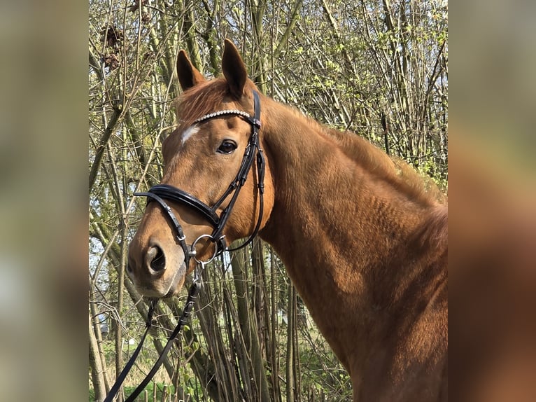 Meer warmbloeden Ruin 8 Jaar 167 cm Vos in Wachtendonk