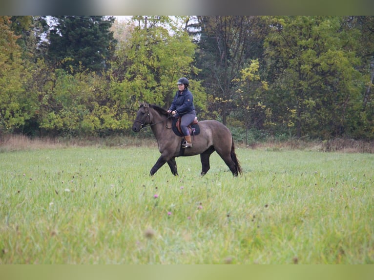 Meer warmbloeden Ruin 8 Jaar 168 cm Grullo in Howell ,MI