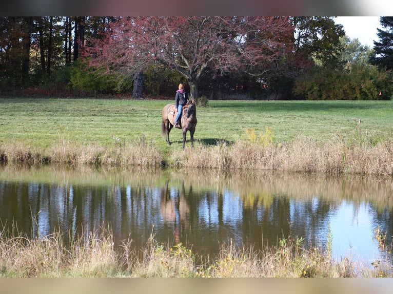 Meer warmbloeden Ruin 8 Jaar 168 cm Grullo in Howell ,MI