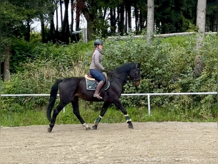 Meer warmbloeden Ruin 8 Jaar 169 cm Zwart in Pelmberg