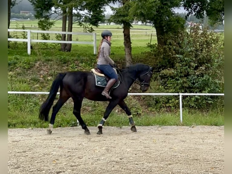 Meer warmbloeden Ruin 8 Jaar 169 cm Zwart in Pelmberg