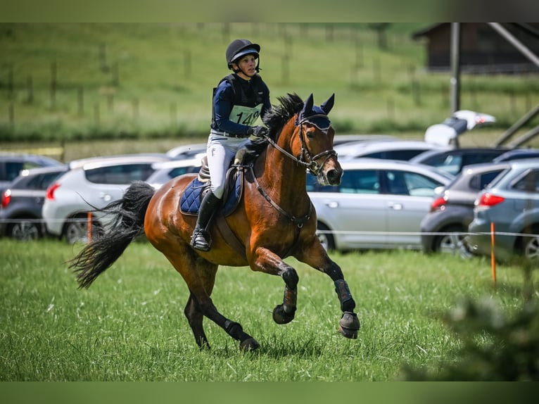 Meer warmbloeden Mix Ruin 8 Jaar 170 cm Bruin in Niederrohrdorf