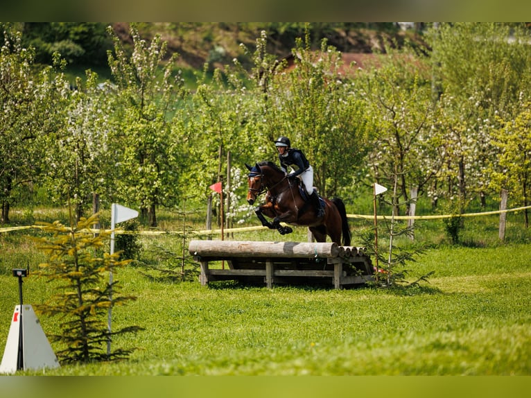 Meer warmbloeden Mix Ruin 8 Jaar 170 cm Bruin in Niederrohrdorf