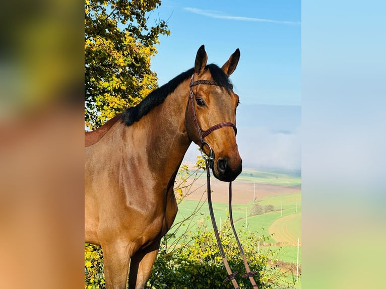 Meer warmbloeden Ruin 8 Jaar 170 cm Bruin in Tuttlingen