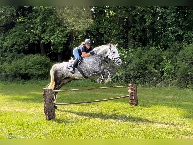 Meer warmbloeden Ruin 8 Jaar 170 cm Schimmel in Prague