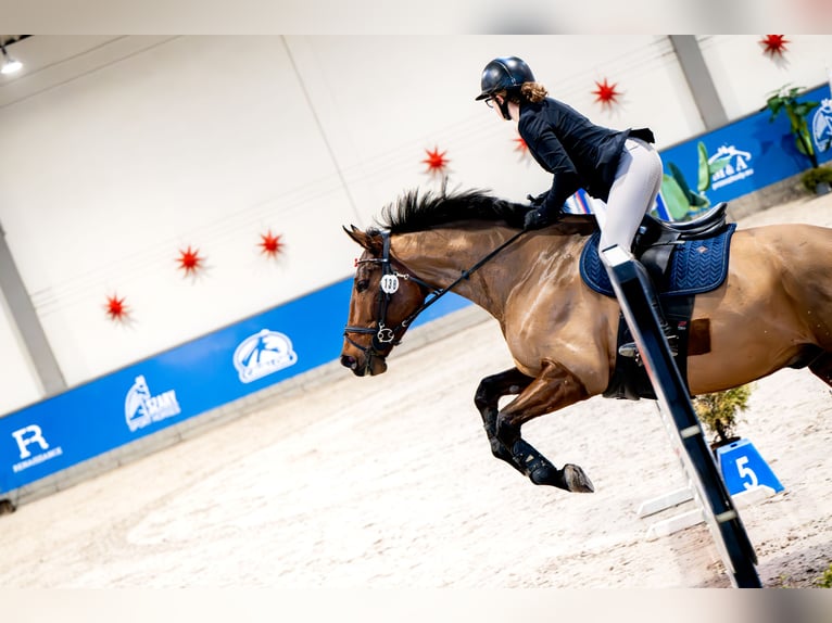 Meer warmbloeden Ruin 8 Jaar 172 cm Bruin in Kraków
