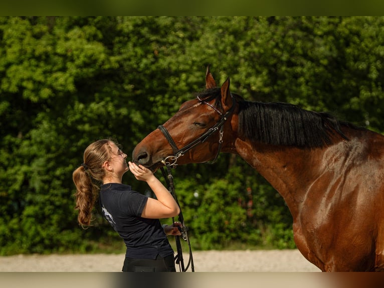 Meer warmbloeden Ruin 8 Jaar 172 cm Bruin in Kraków