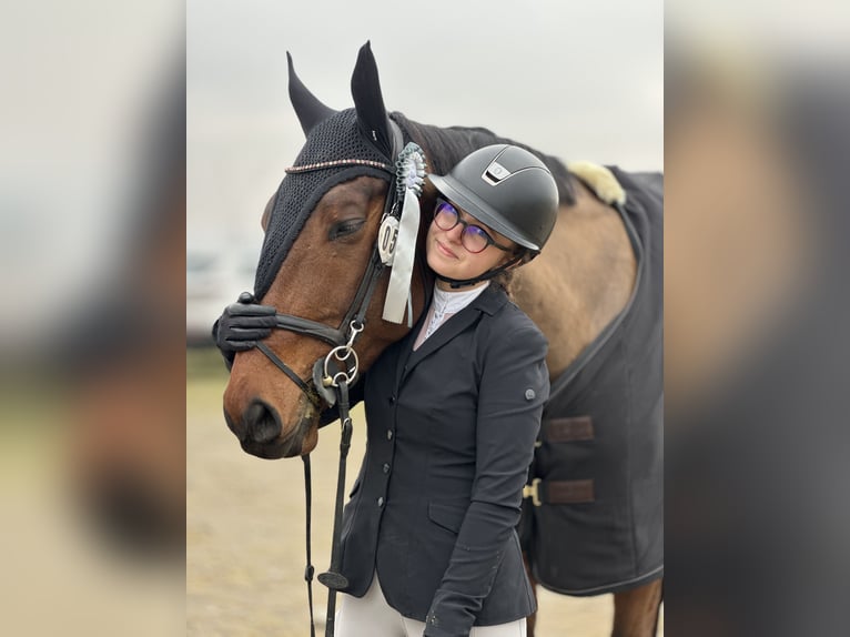 Meer warmbloeden Ruin 8 Jaar 172 cm Bruin in Kraków