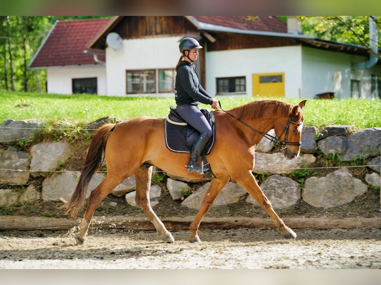 Meer warmbloeden Ruin 8 Jaar 172 cm in Puch