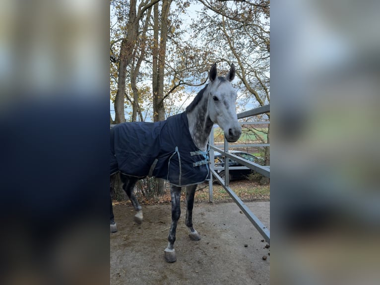 Meer warmbloeden Ruin 8 Jaar 181 cm Brown Falb schimmel in Bad Neuenahr-Ahrweiler