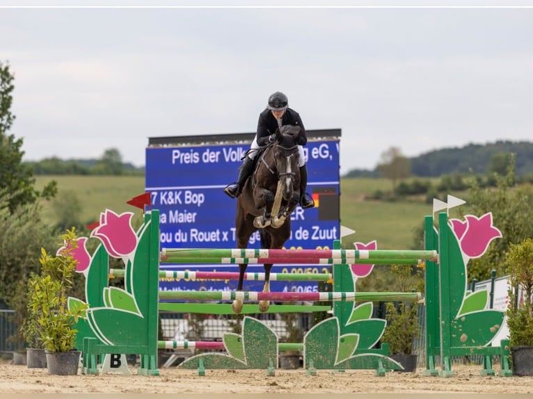 Meer warmbloeden Ruin 8 Jaar 185 cm Zwart in Wipperfürth