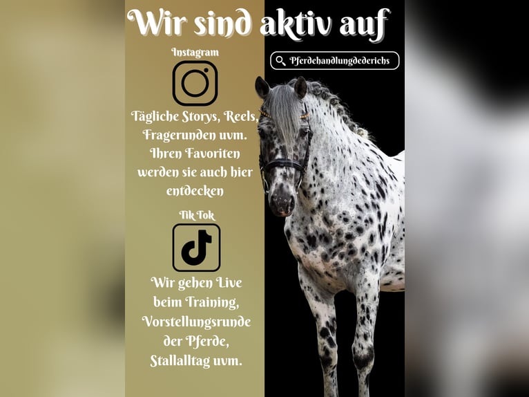 Meer warmbloeden Ruin 9 Jaar 156 cm Appaloosa in Nettersheim