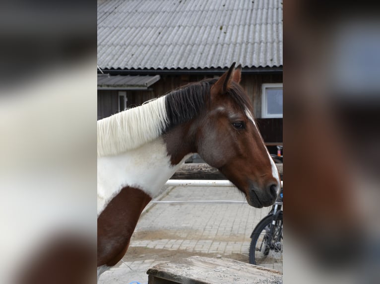 Meer warmbloeden Mix Ruin 9 Jaar 156 cm Gevlekt-paard in Dornbirn