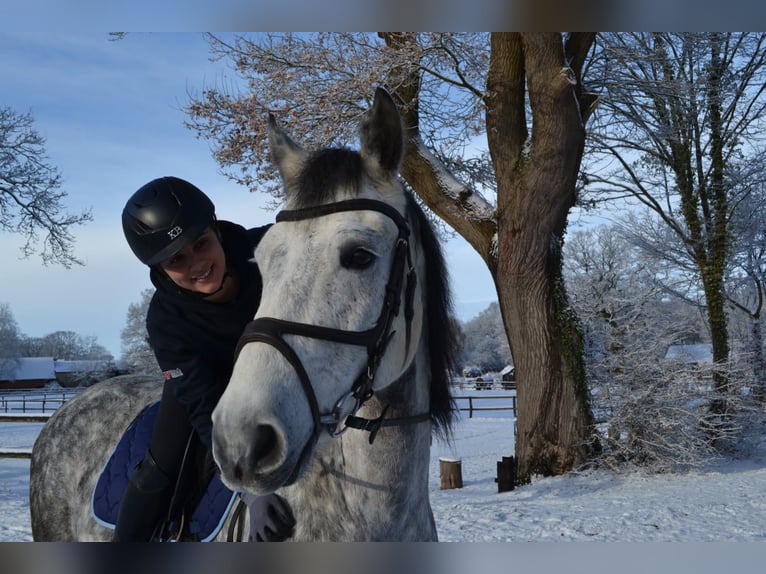 Meer warmbloeden Mix Ruin 9 Jaar 157 cm Appelschimmel in Bramstedt