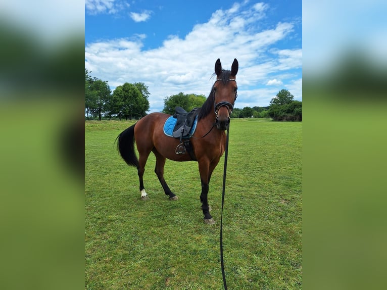 Meer warmbloeden Ruin 9 Jaar 158 cm Lichtbruin in Mala Subotica