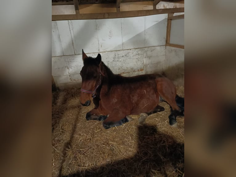 Meer warmbloeden Ruin 9 Jaar 160 cm Lichtbruin in Mala Subotica