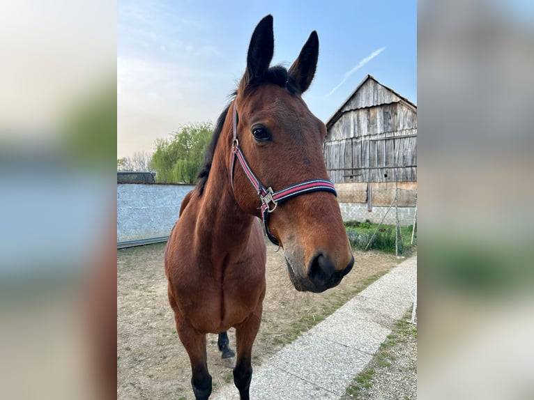 Meer warmbloeden Ruin 9 Jaar 160 cm Lichtbruin in Mala Subotica