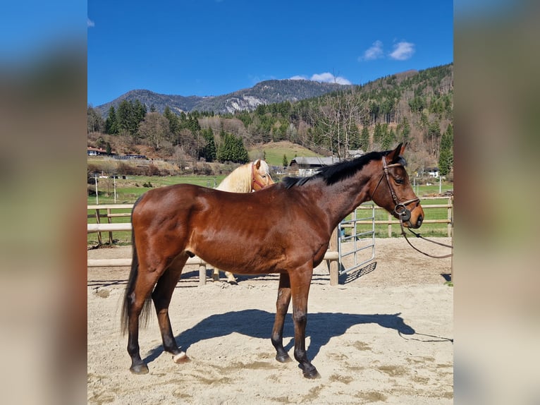 Meer warmbloeden Ruin 9 Jaar 162 cm Bruin in Gummern
