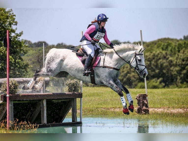 Meer warmbloeden Ruin 9 Jaar 163 cm Appelschimmel in Huje, Schleswig-Holstein