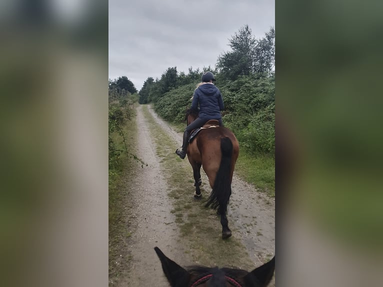 Meer warmbloeden Ruin 9 Jaar 163 cm Bruin in Merzen