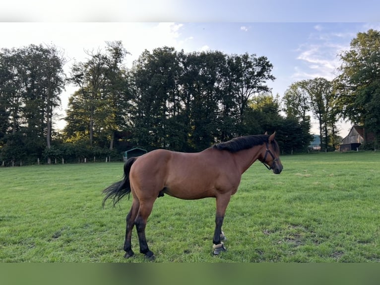 Meer warmbloeden Ruin 9 Jaar 163 cm Bruin in Merzen