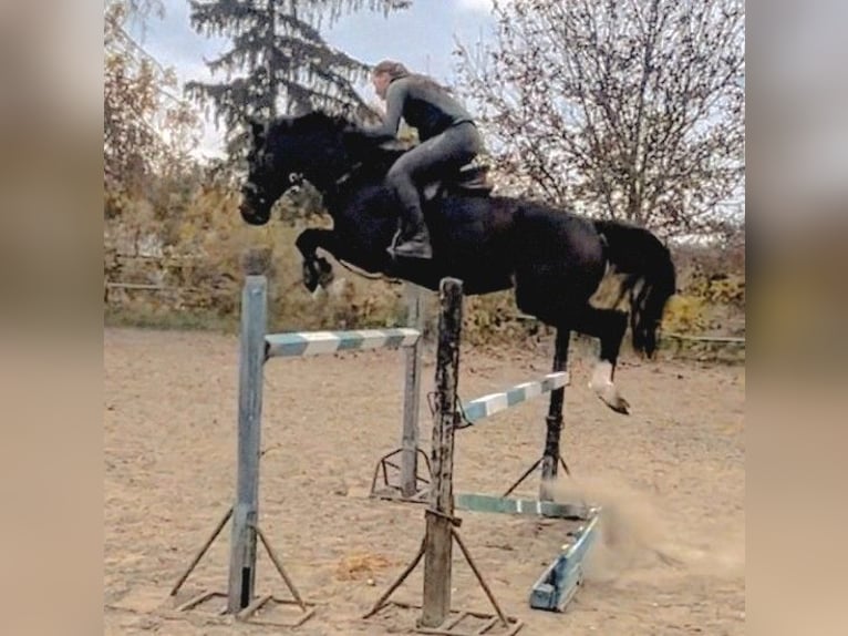 Meer warmbloeden Mix Ruin 9 Jaar 165 cm Bruin in Senovo
