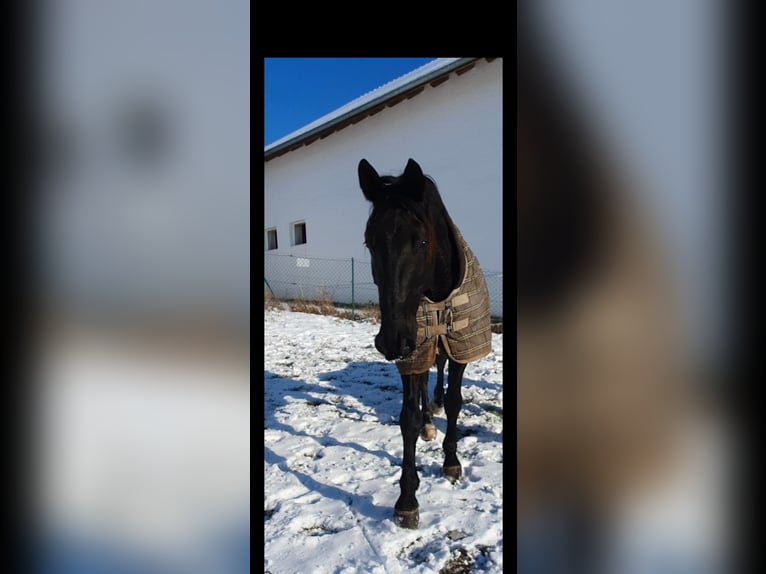 Meer warmbloeden Ruin 9 Jaar 165 cm Zwart in Steindorf