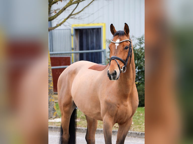 Meer warmbloeden Ruin 9 Jaar 166 cm Bruin in Schwäbisch Hall