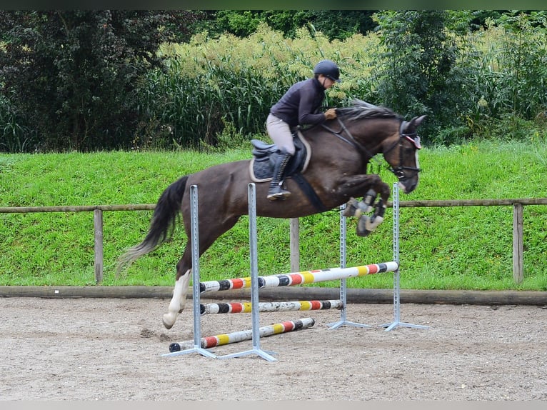Meer warmbloeden Ruin 9 Jaar 166 cm Vos in Wellheim