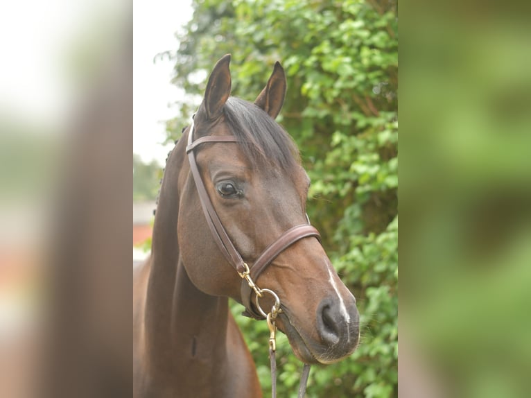 Meer warmbloeden Ruin 9 Jaar 167 cm Donkerbruin in Geilenkirchen