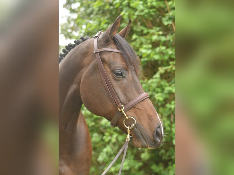 Meer warmbloeden Ruin 9 Jaar 167 cm Donkerbruin in Geilenkirchen