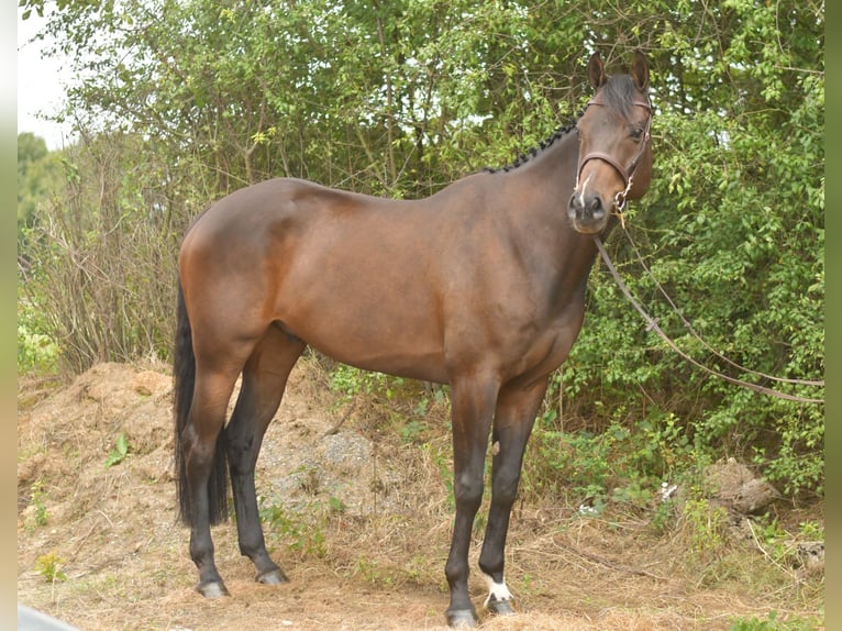 Meer warmbloeden Ruin 9 Jaar 167 cm Donkerbruin in Geilenkirchen